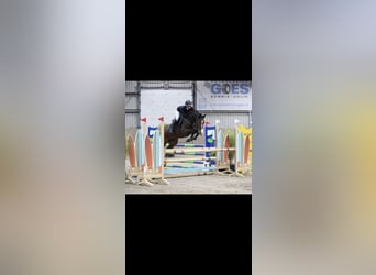 KWPN, Jument, 5 Ans, 161 cm, Bai