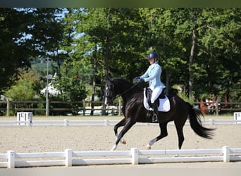 KWPN, Jument, 5 Ans, 161 cm, Noir