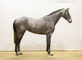 KWPN, Jument, 5 Ans, 162 cm, Gris pommelé