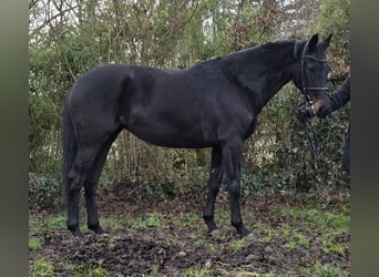 KWPN, Jument, 5 Ans, 162 cm, Noir