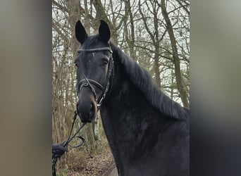 KWPN, Jument, 5 Ans, 162 cm, Noir