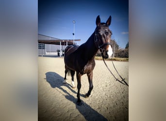 KWPN, Jument, 5 Ans, 163 cm, Bai brun