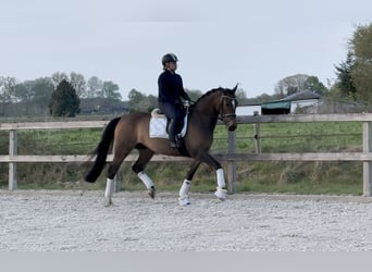 KWPN, Jument, 5 Ans, 163 cm, Bai brun