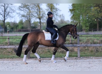 KWPN, Jument, 5 Ans, 163 cm, Bai brun