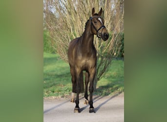 KWPN, Jument, 5 Ans, 163 cm, Bai brun