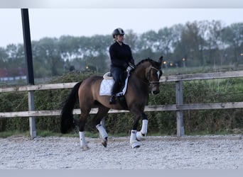 KWPN, Jument, 5 Ans, 163 cm, Bai brun
