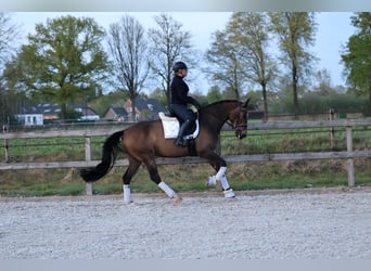 KWPN, Jument, 5 Ans, 163 cm, Bai brun