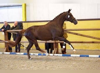 KWPN, Jument, 5 Ans, 164 cm, Alezan brûlé