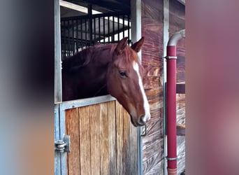 KWPN Croisé, Jument, 5 Ans, 165 cm, Alezan