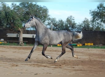 KWPN, Jument, 5 Ans, 165 cm, Gris