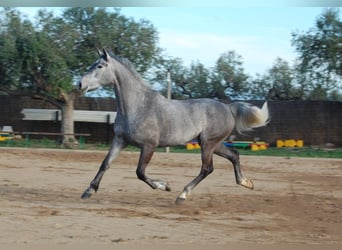 KWPN, Jument, 5 Ans, 165 cm, Gris