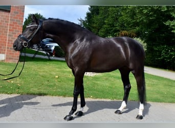 KWPN, Jument, 5 Ans, 165 cm, Noir