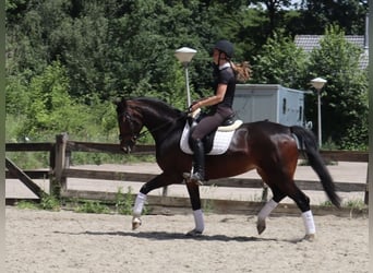 KWPN, Jument, 5 Ans, 166 cm, Bai
