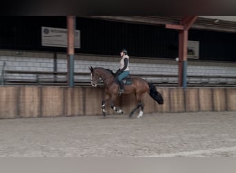 KWPN, Jument, 5 Ans, 166 cm, Bai