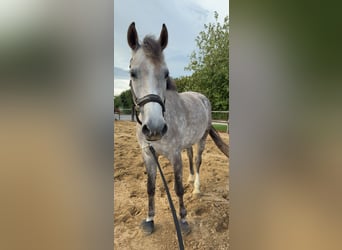 KWPN, Jument, 5 Ans, 166 cm, Gris