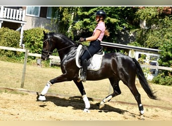 KWPN, Jument, 5 Ans, 166 cm, Noir
