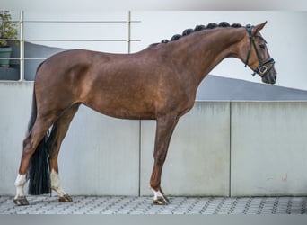 KWPN, Jument, 5 Ans, 167 cm, Alezan brûlé