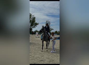 KWPN, Jument, 5 Ans, 167 cm, Gris