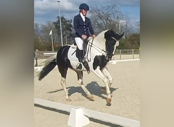 KWPN, Jument, 5 Ans, 167 cm, Pinto