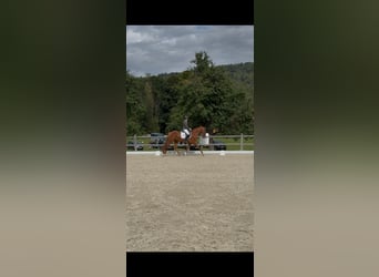 KWPN, Jument, 5 Ans, 168 cm, Alezan