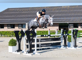 KWPN, Jument, 5 Ans, 168 cm, Gris