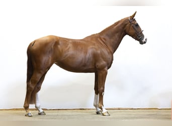 KWPN, Jument, 5 Ans, 169 cm, Alezan
