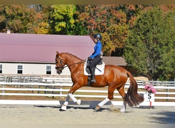 KWPN, Jument, 5 Ans, 170 cm, Alezan brûlé