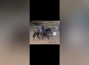 KWPN, Jument, 5 Ans, 170 cm, Bai brun