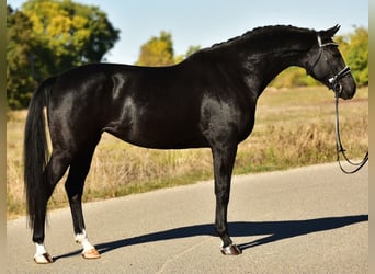 KWPN, Jument, 5 Ans, 171 cm, Noir KWPN, Jument, 5 Ans, 171 cm, Noir