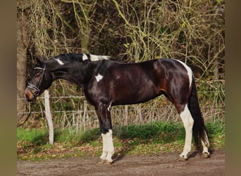 KWPN, Jument, 5 Ans, 171 cm, Pinto