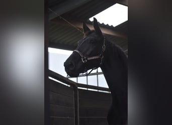 KWPN, Jument, 5 Ans, 172 cm, Noir