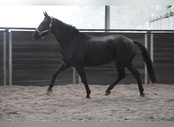 KWPN, Jument, 5 Ans, 172 cm, Noir