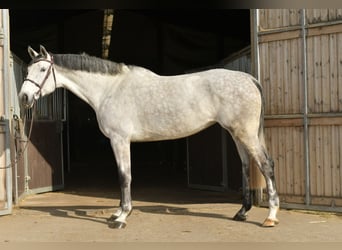 KWPN, Jument, 5 Ans, 174 cm, Gris