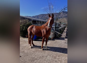 KWPN Croisé, Jument, 5 Ans, 175 cm, Alezan