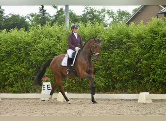 KWPN, Jument, 5 Ans, 175 cm, Bai