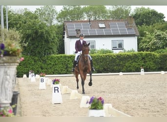 KWPN, Jument, 5 Ans, 175 cm, Bai