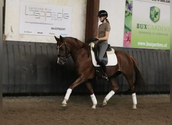 KWPN, Jument, 6 Ans, 155 cm, Alezan