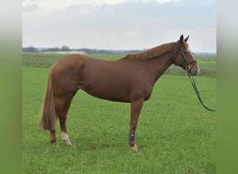 KWPN, Jument, 6 Ans, 160 cm, Alezan cuivré