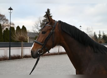 KWPN, Jument, 6 Ans, 160 cm, Bai cerise