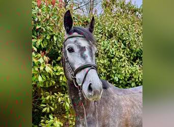 KWPN, Jument, 6 Ans, 160 cm, Gris