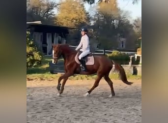KWPN, Jument, 6 Ans, 161 cm, Alezan