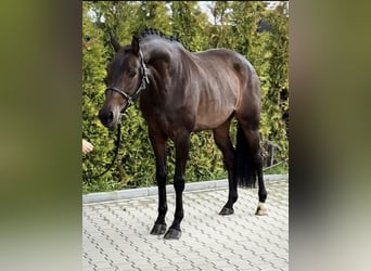 KWPN, Jument, 6 Ans, 163 cm, Bai