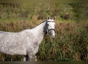 KWPN, Jument, 6 Ans, 163 cm, Gris