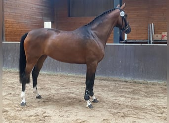 KWPN, Jument, 6 Ans, 164 cm, Bai brun