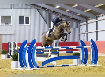 KWPN, Jument, 6 Ans, 164 cm