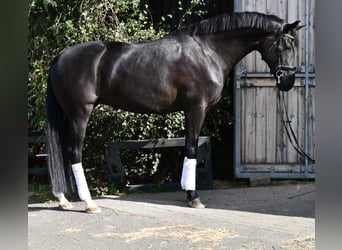 KWPN, Jument, 6 Ans, 165 cm, Noir