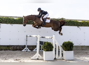 KWPN, Jument, 6 Ans, 166 cm