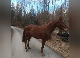 KWPN Croisé, Jument, 6 Ans, 167 cm, Alezan cuivré