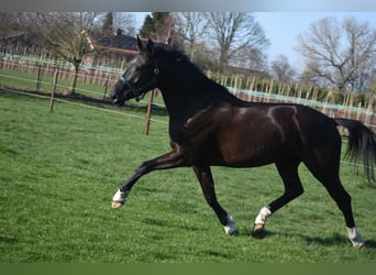 KWPN, Jument, 6 Ans, 167 cm, Noir