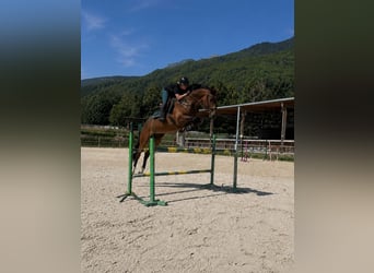 KWPN, Jument, 6 Ans, 168 cm, Bai